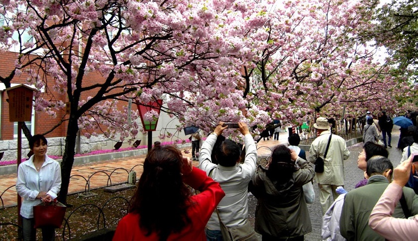 hanami